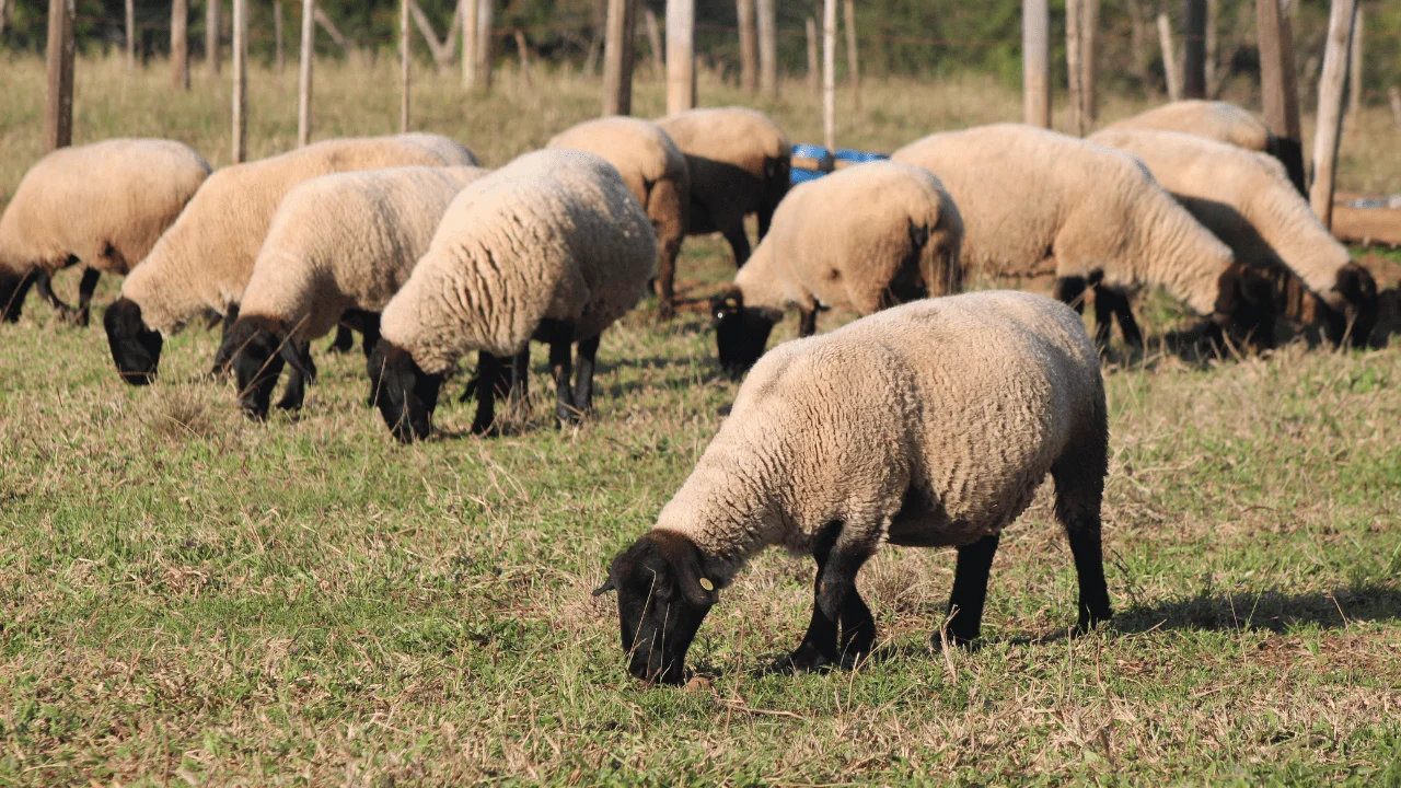 Ovinopar-fecha-parceria-com-universidades-para-analisar-a-cadeia-produtiva-da-carne-ovina-no-Parana