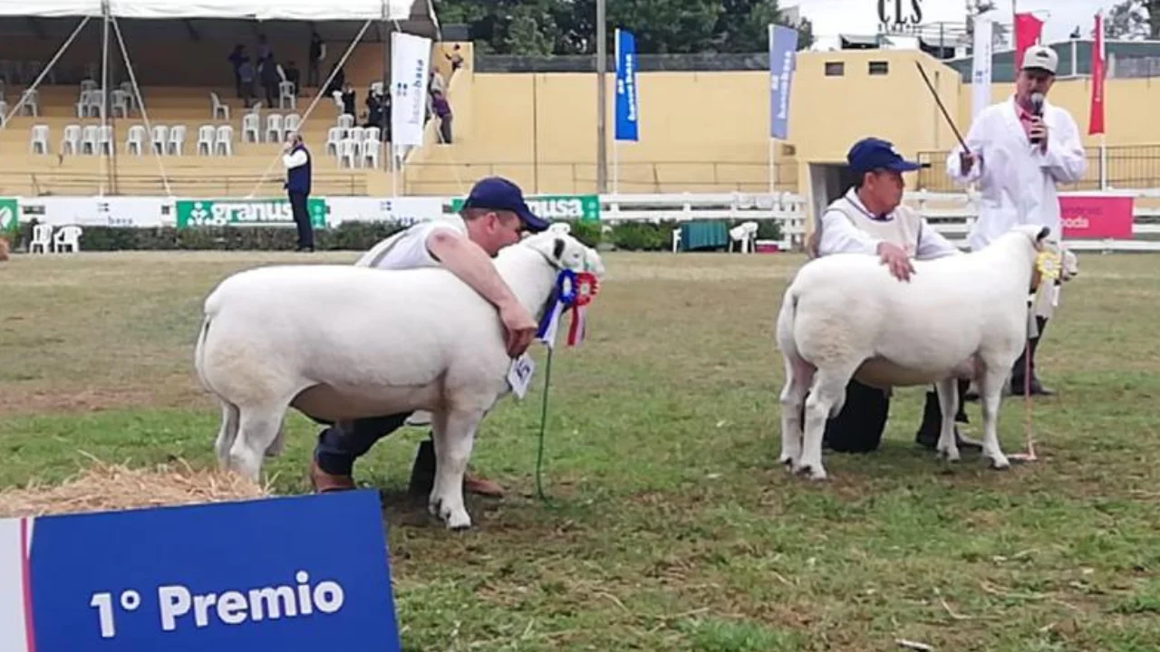 Inspetor Técnico da Ovinopar participa da Exposição Internacional da raça Texel no Paraguai