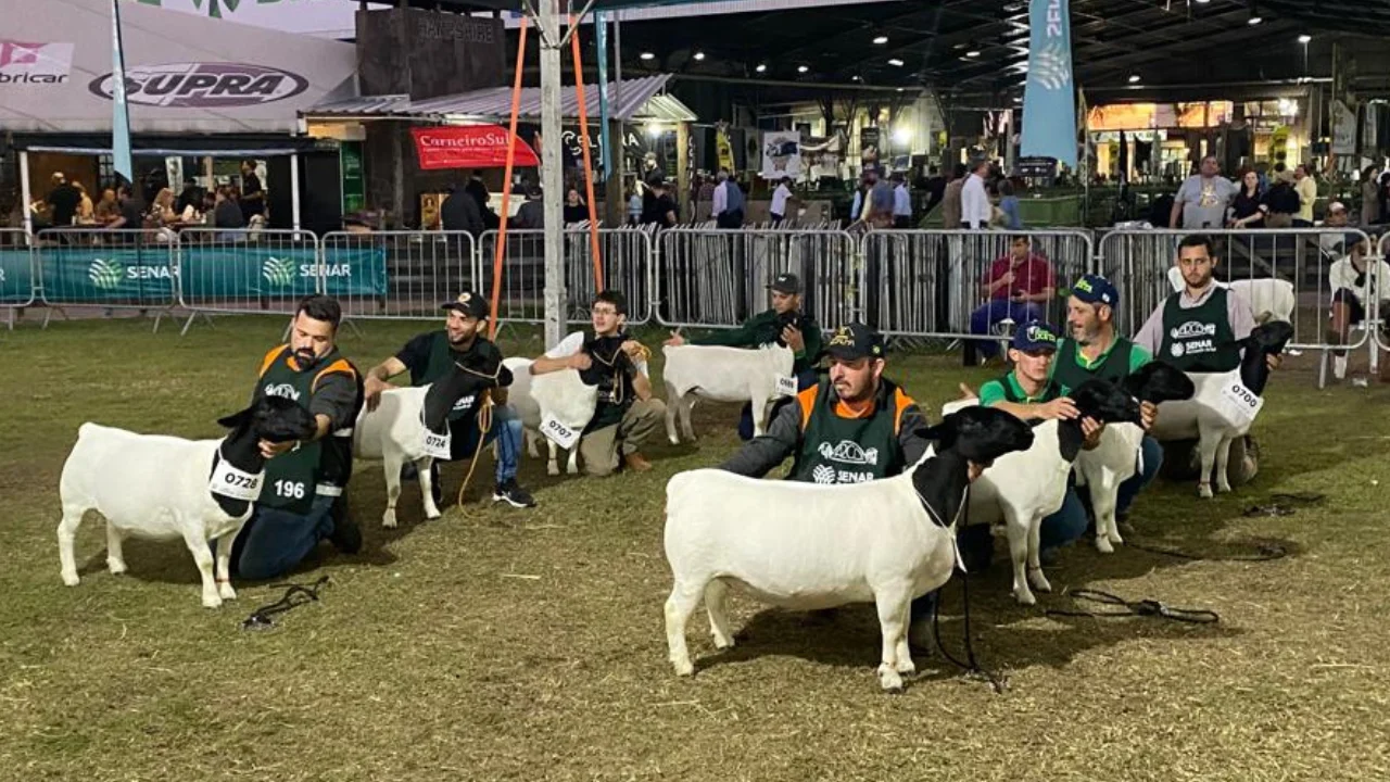 Ovinos do Paraná se destacam na Expointer 2023 Ovinos do Paraná se destacam na Expointer 2023