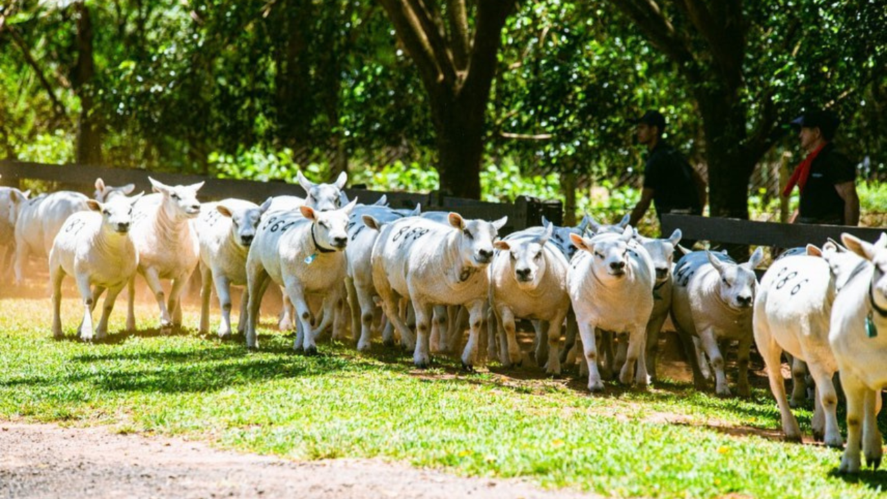 Ovinopar impulsiona ovinocultura no Paraná com ações estratégicas no primeiro semestre de 2025